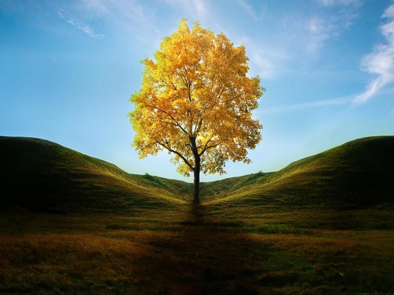 Yellow Tree Presentation Backgrounds