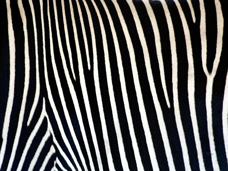 Zebra Print HD  PixelsTalk Net Graphic Backgrounds