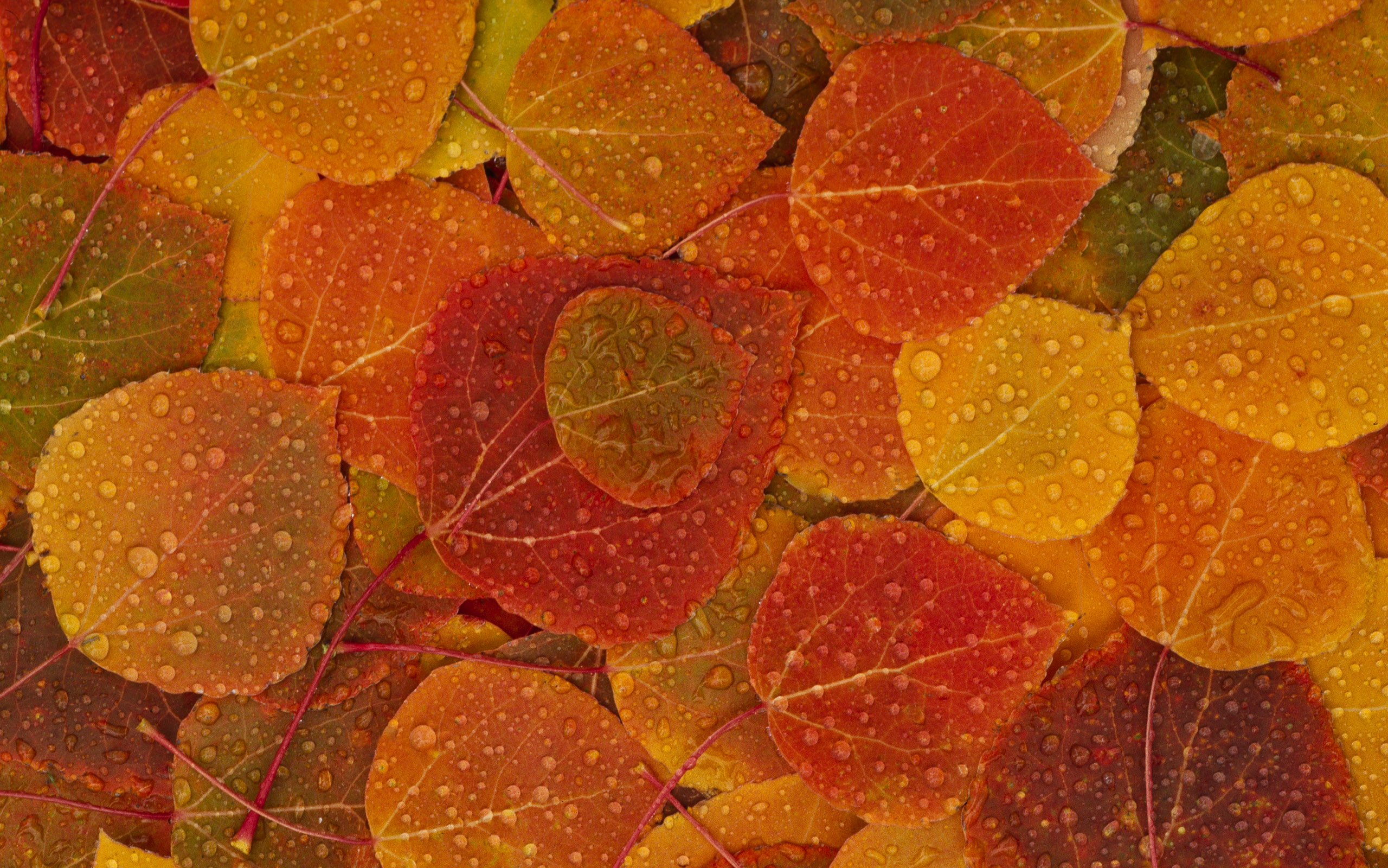 2560x1600 Fall Leaves Desktop PC and Mac Frame