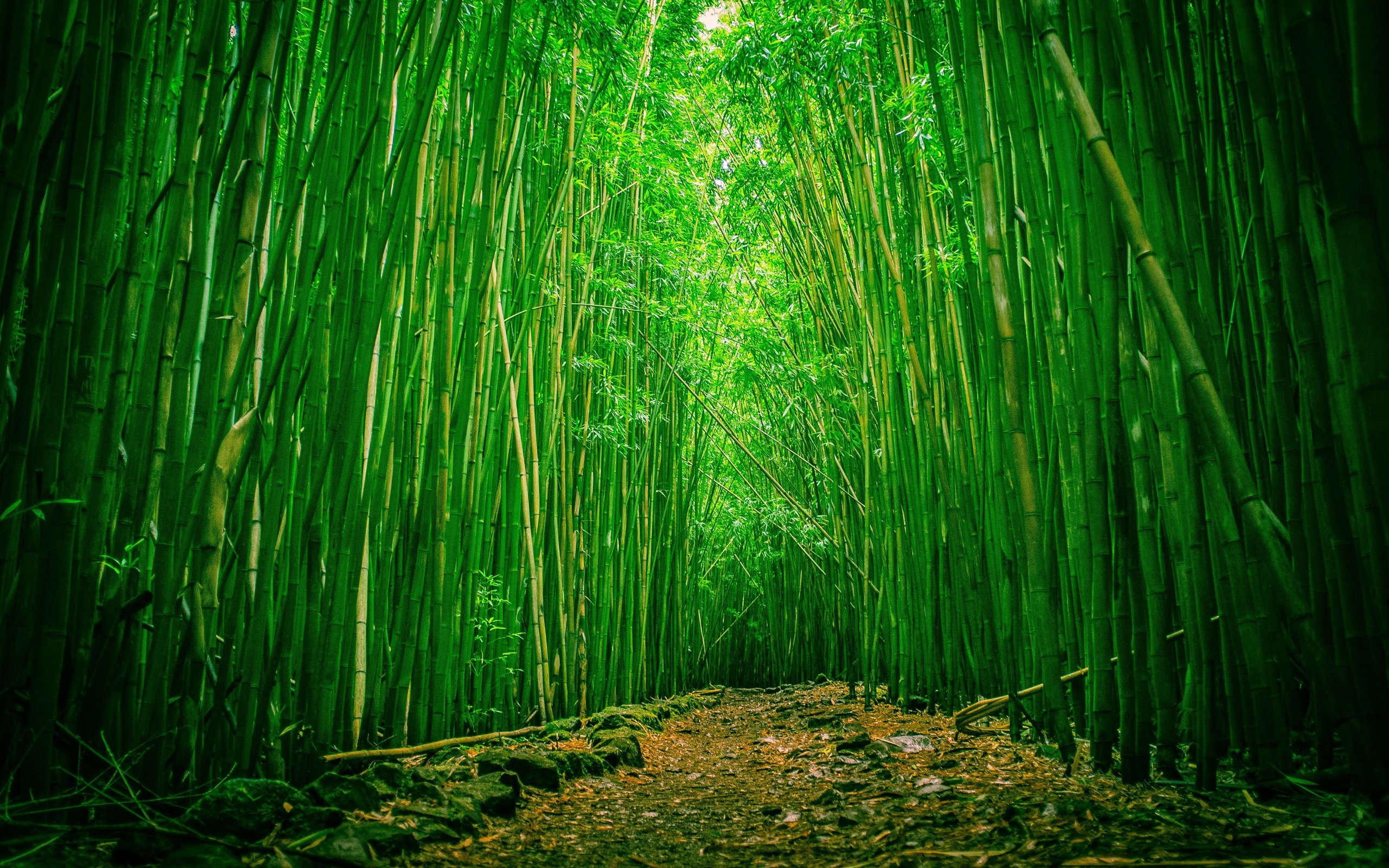 Amazing Bamboo Frame PPT Backgrounds