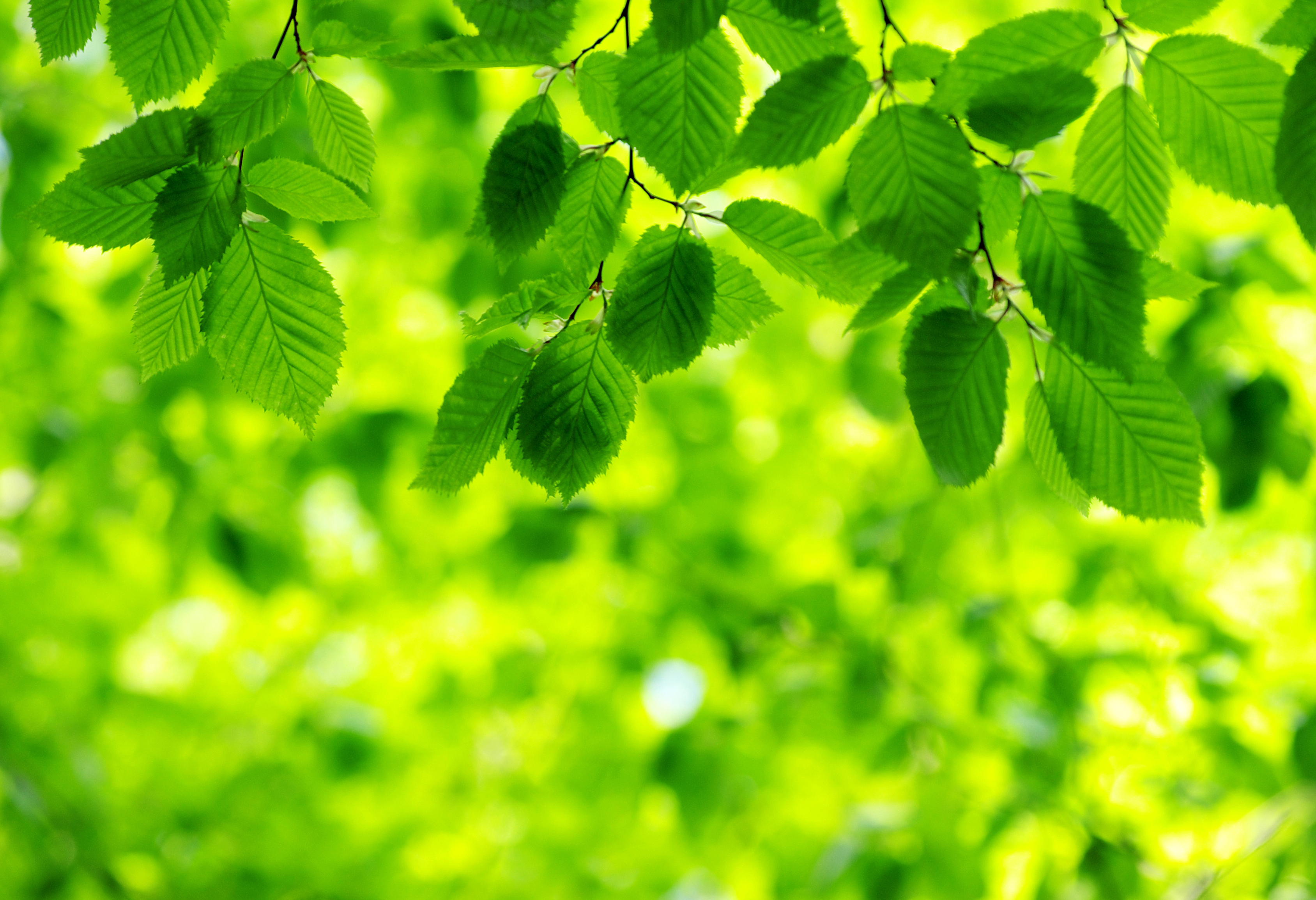Amazing Nature Leaves Quality PPT Backgrounds