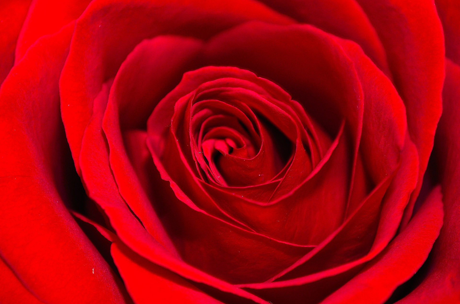 Amazing Red Rose Art