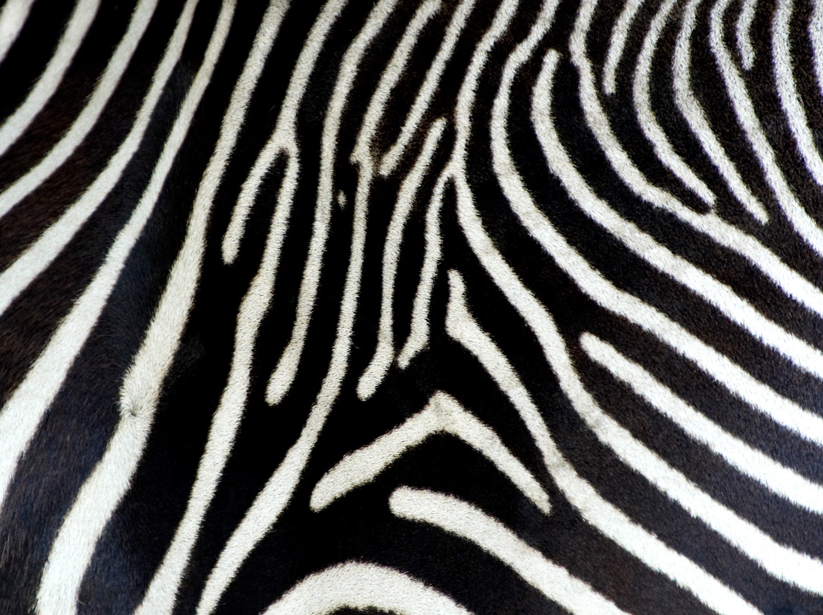Amper Bae Zebra Print Quality