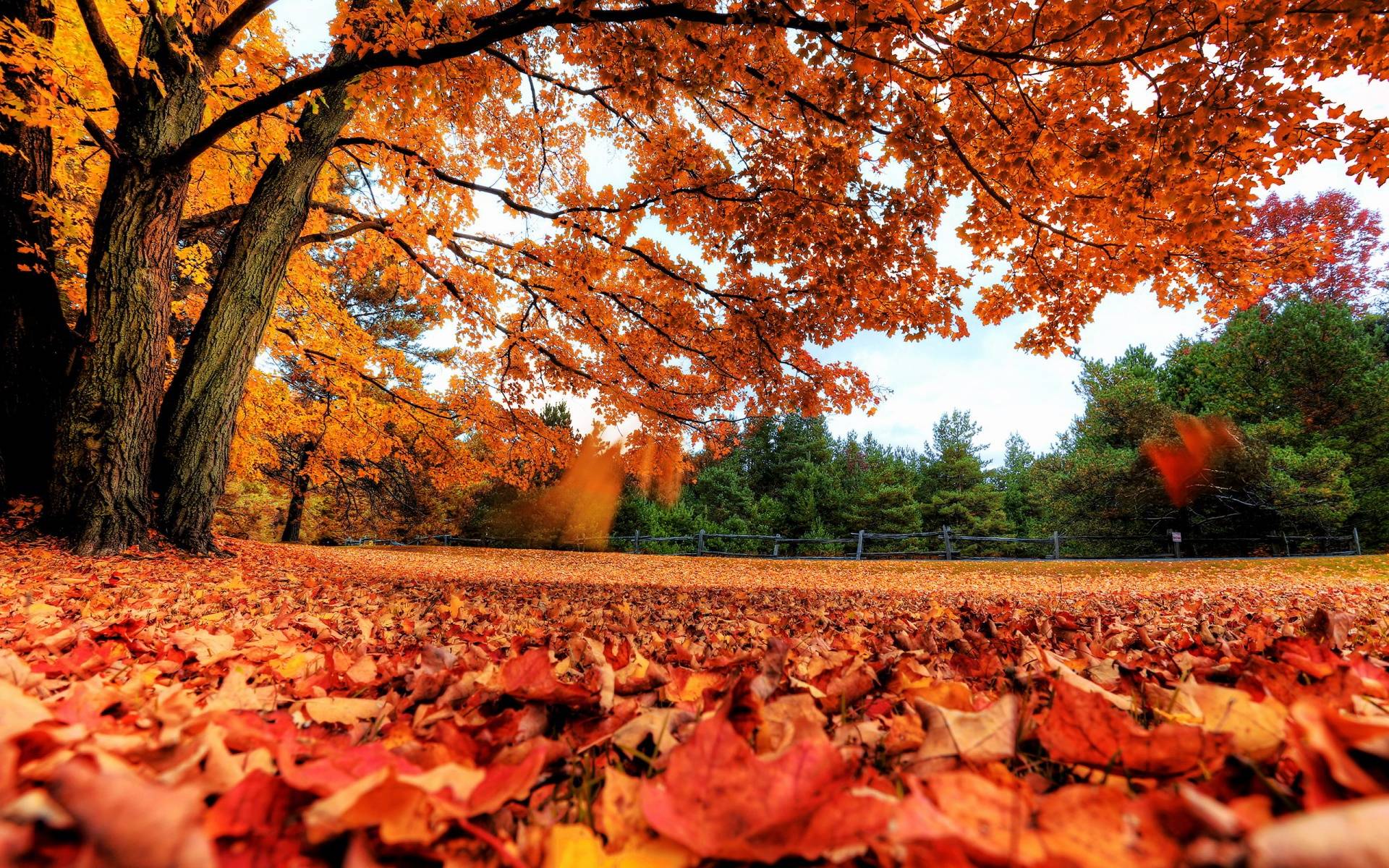 Animals Autumn Leaves