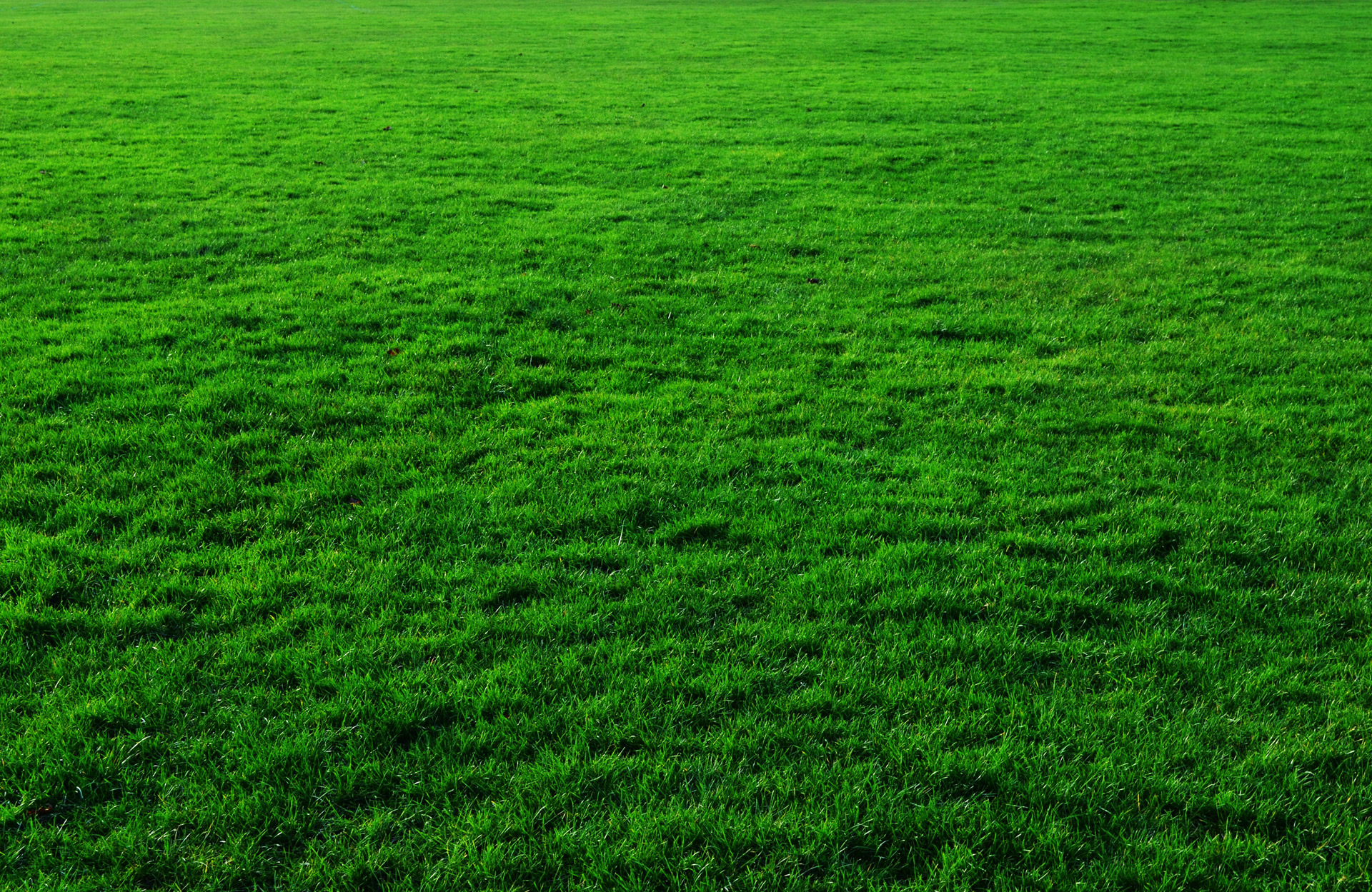 Animated Grass If You Need Grass Download