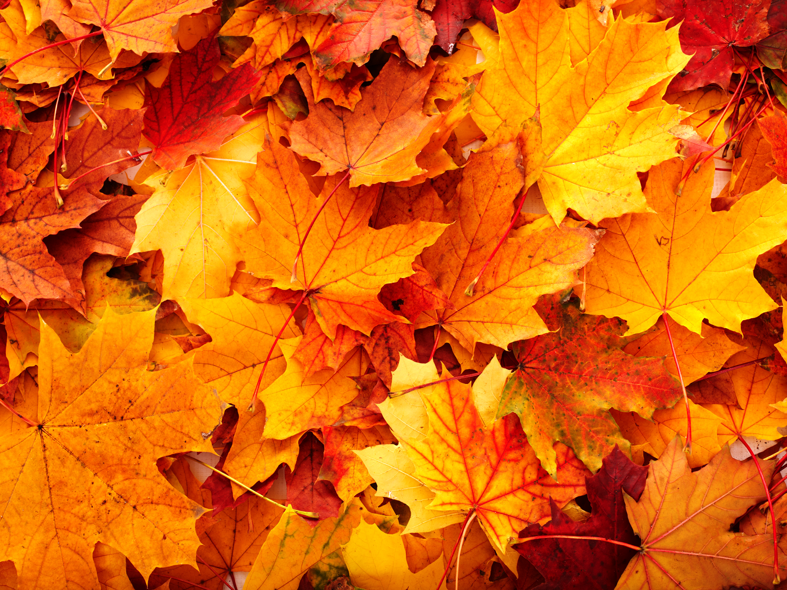 Autumn Leaves Template