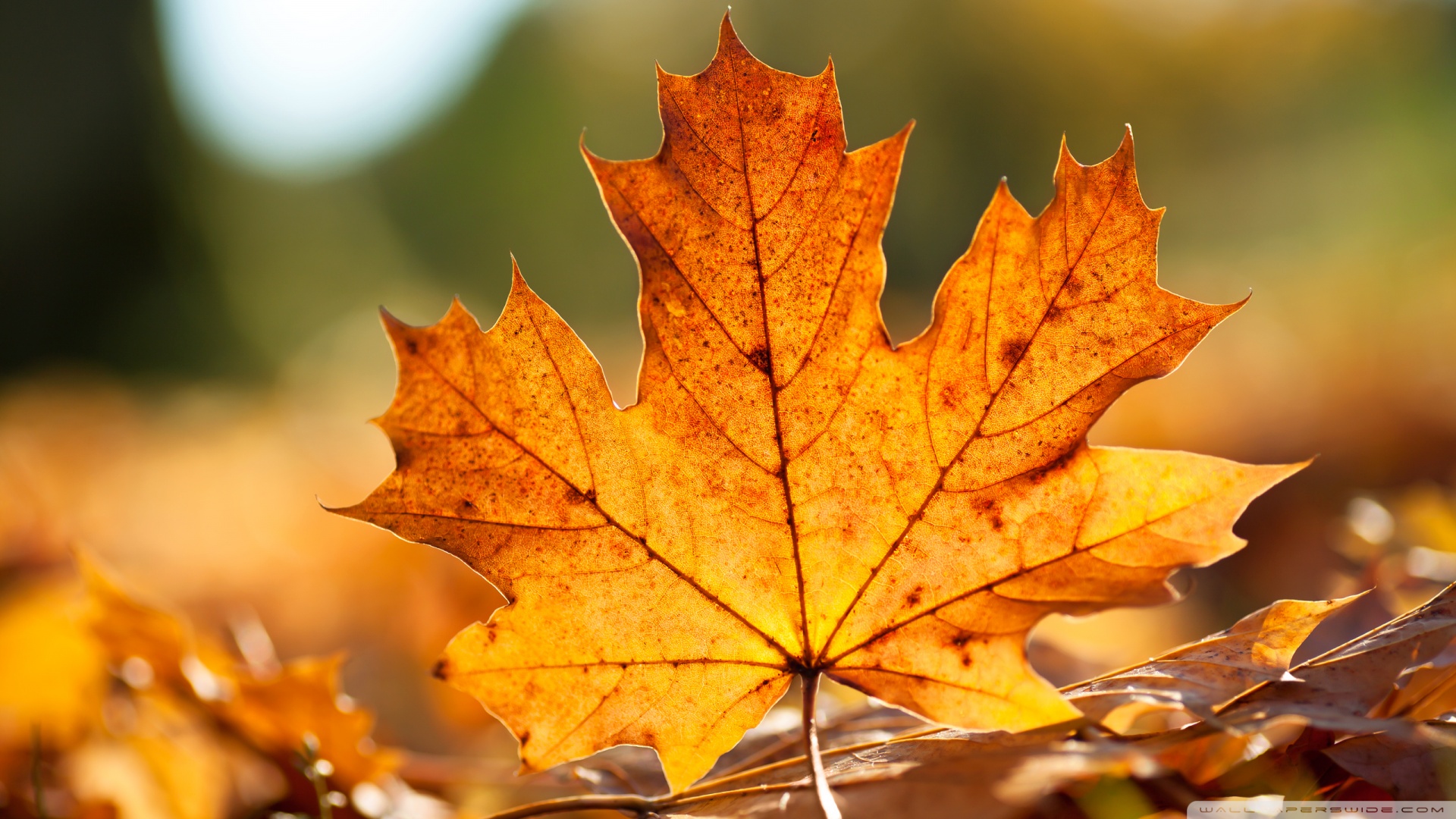 Autumn Maple Leaves