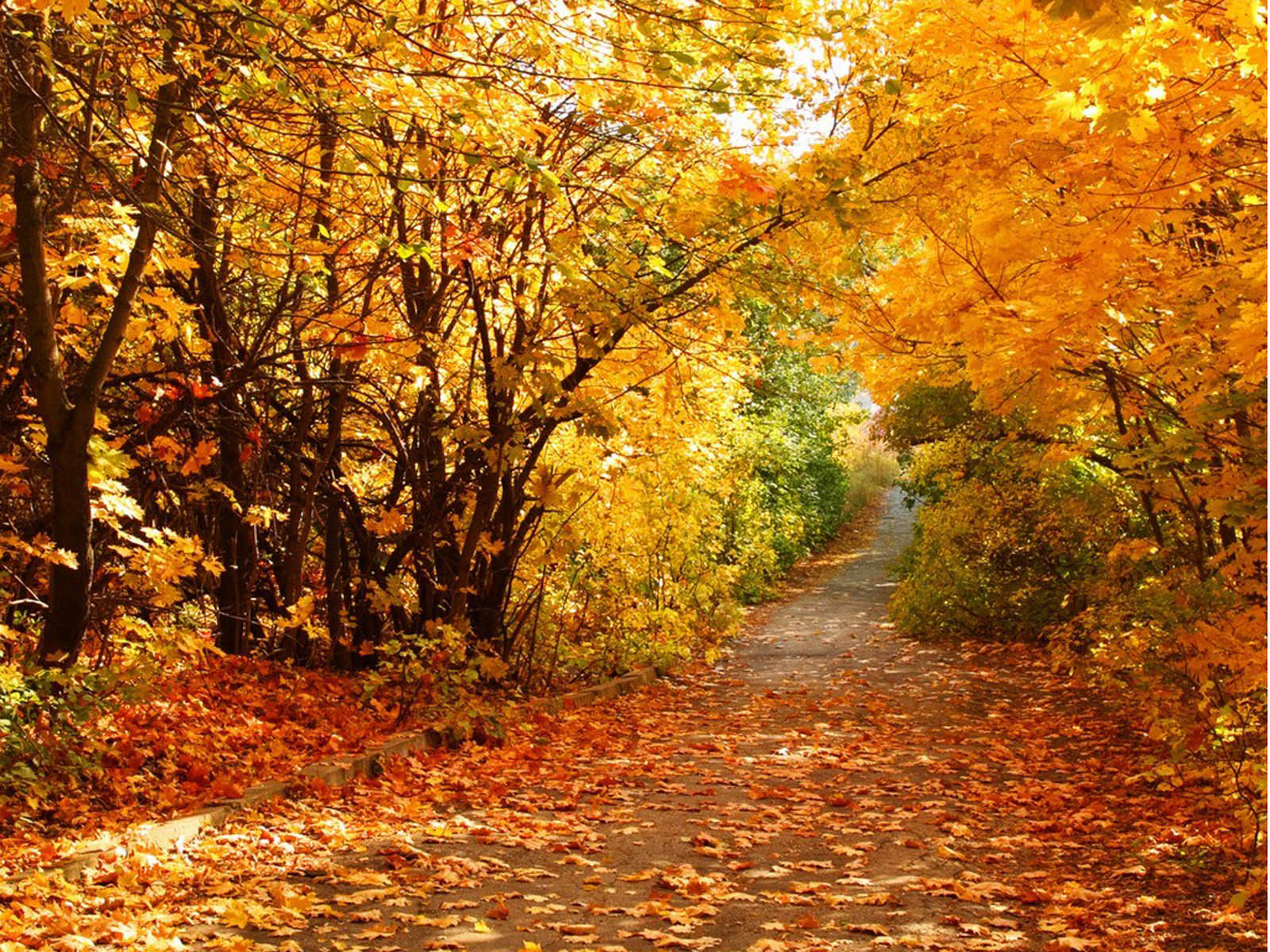 Autumn Scenerys BeautifulAutumn Scenery Desktops   Art