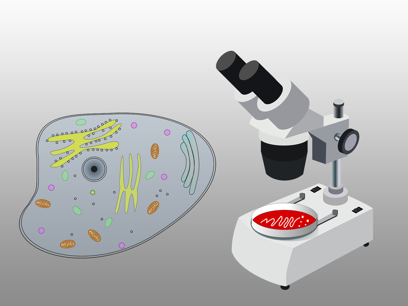 Bacteria Cell and Microscope