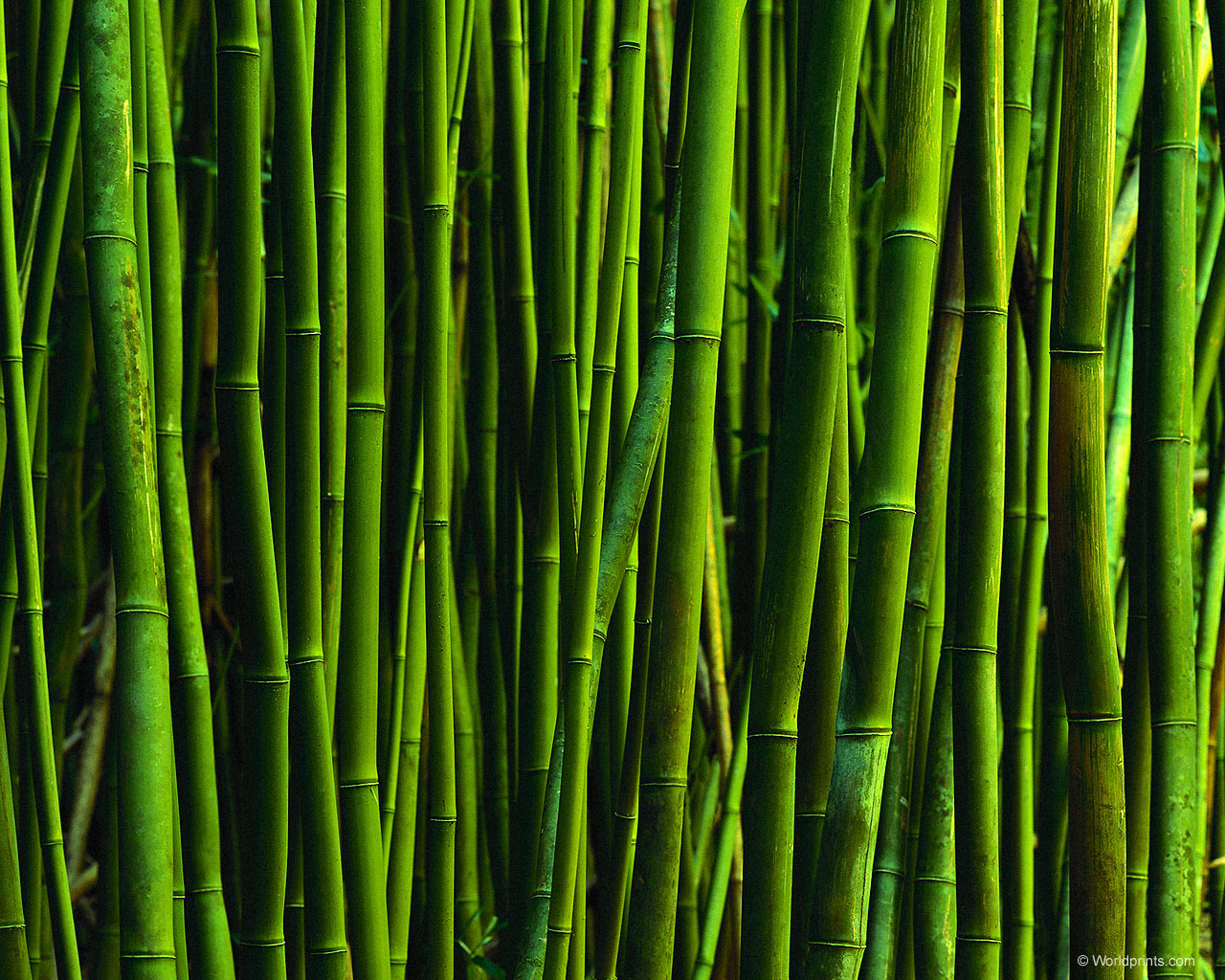 Bamboo Art