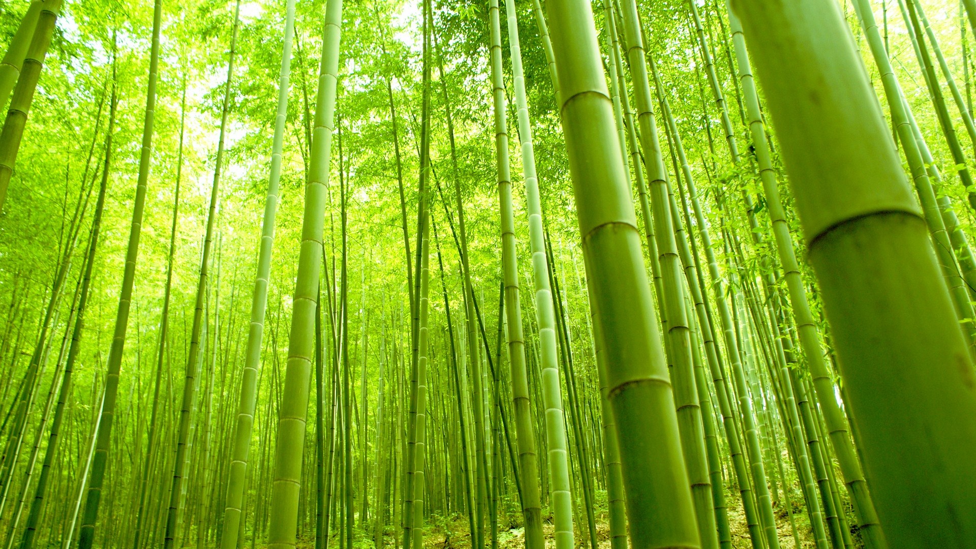 Bamboo Forest image