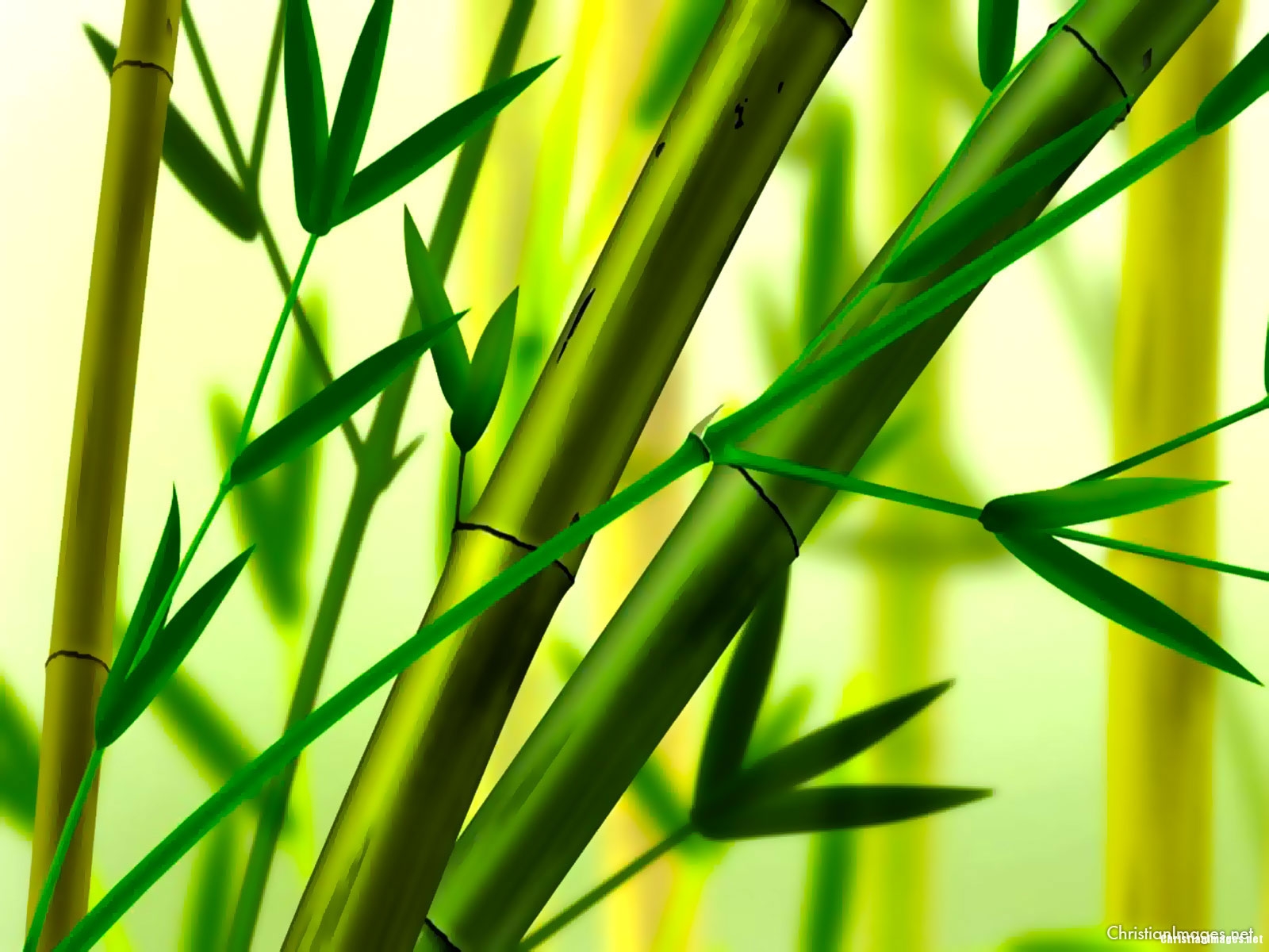 Bamboo image