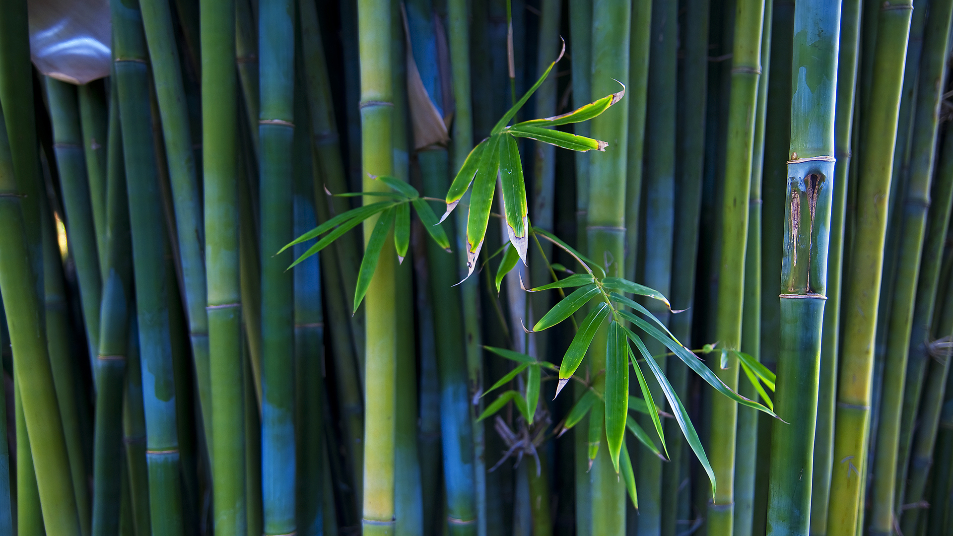 Bamboo image