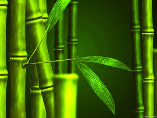Bamboo Nature Slide Designs Template