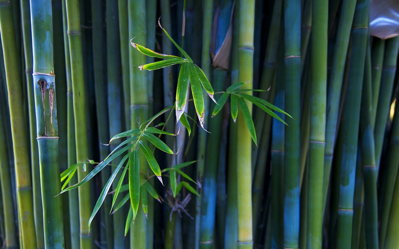 Bamboo Photo