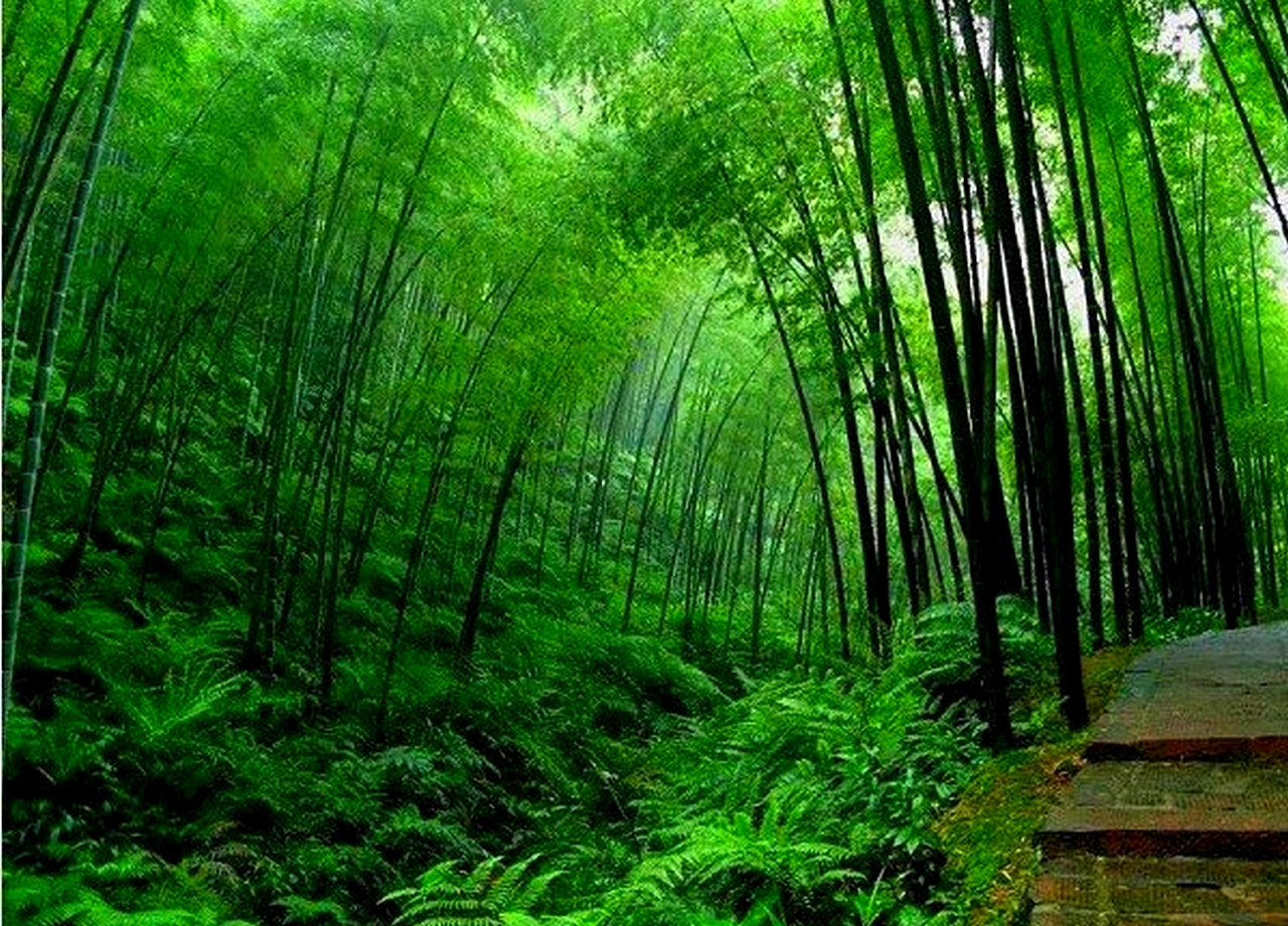 Bamboo Tree Hd Graphic