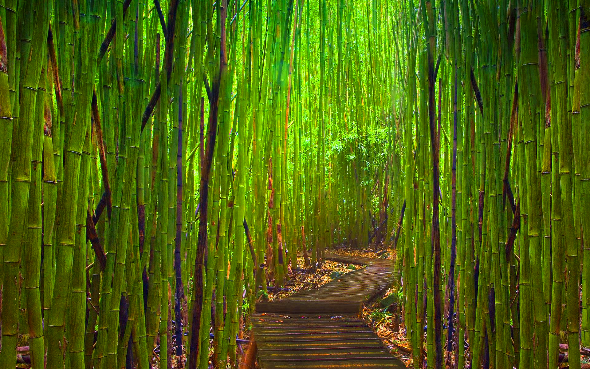 Bamboo Tree Photo