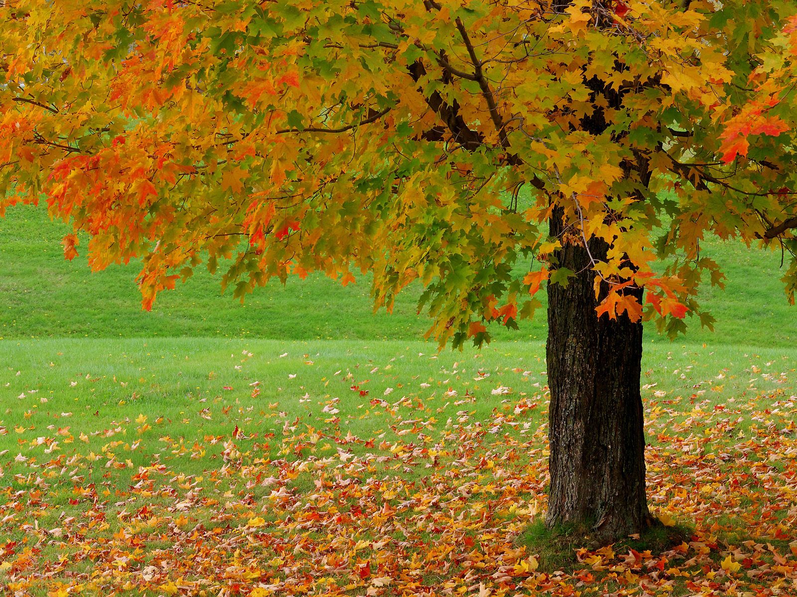 Beautiful Autumn Seasons HD  Nices Quality