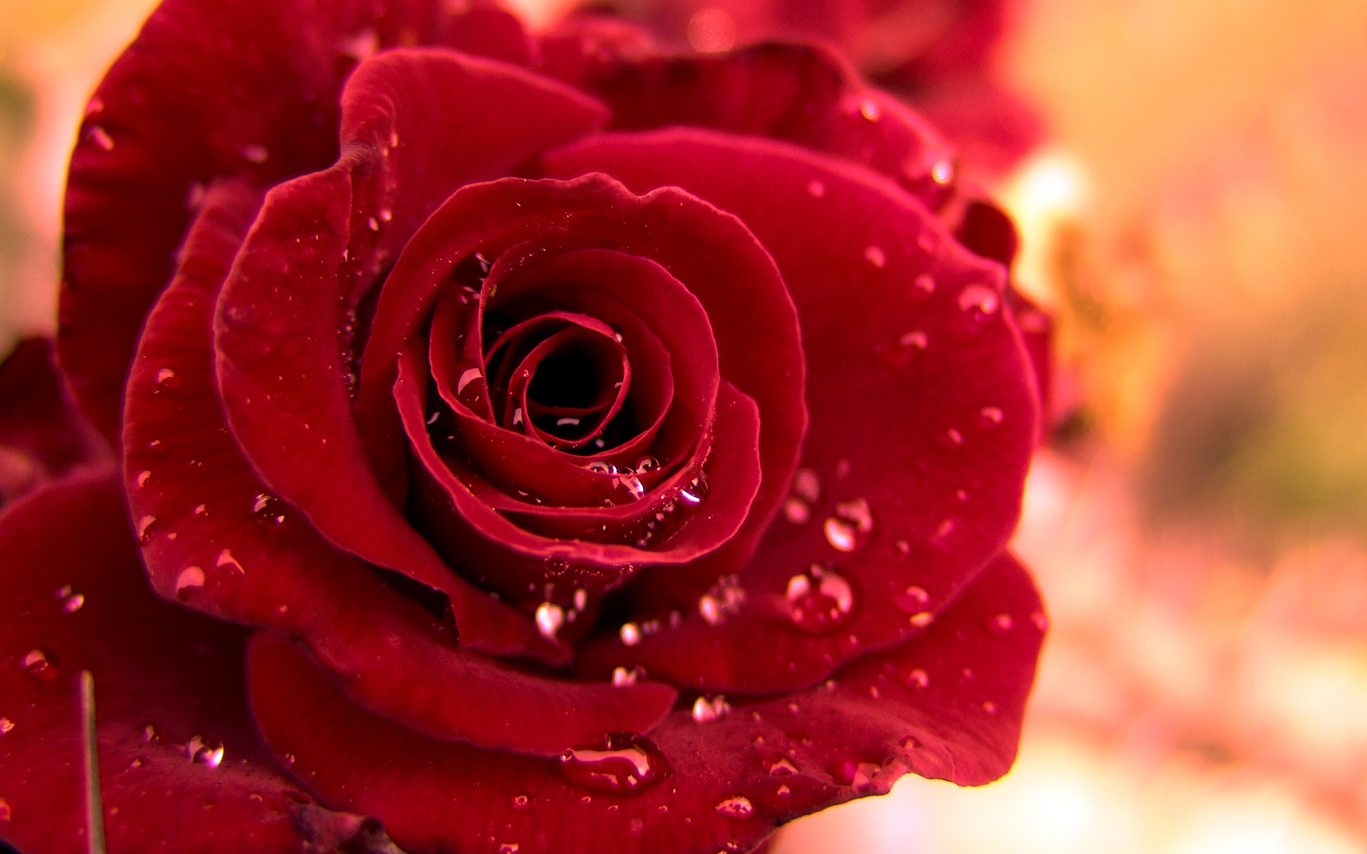 Beautiful Red Roses Graphic