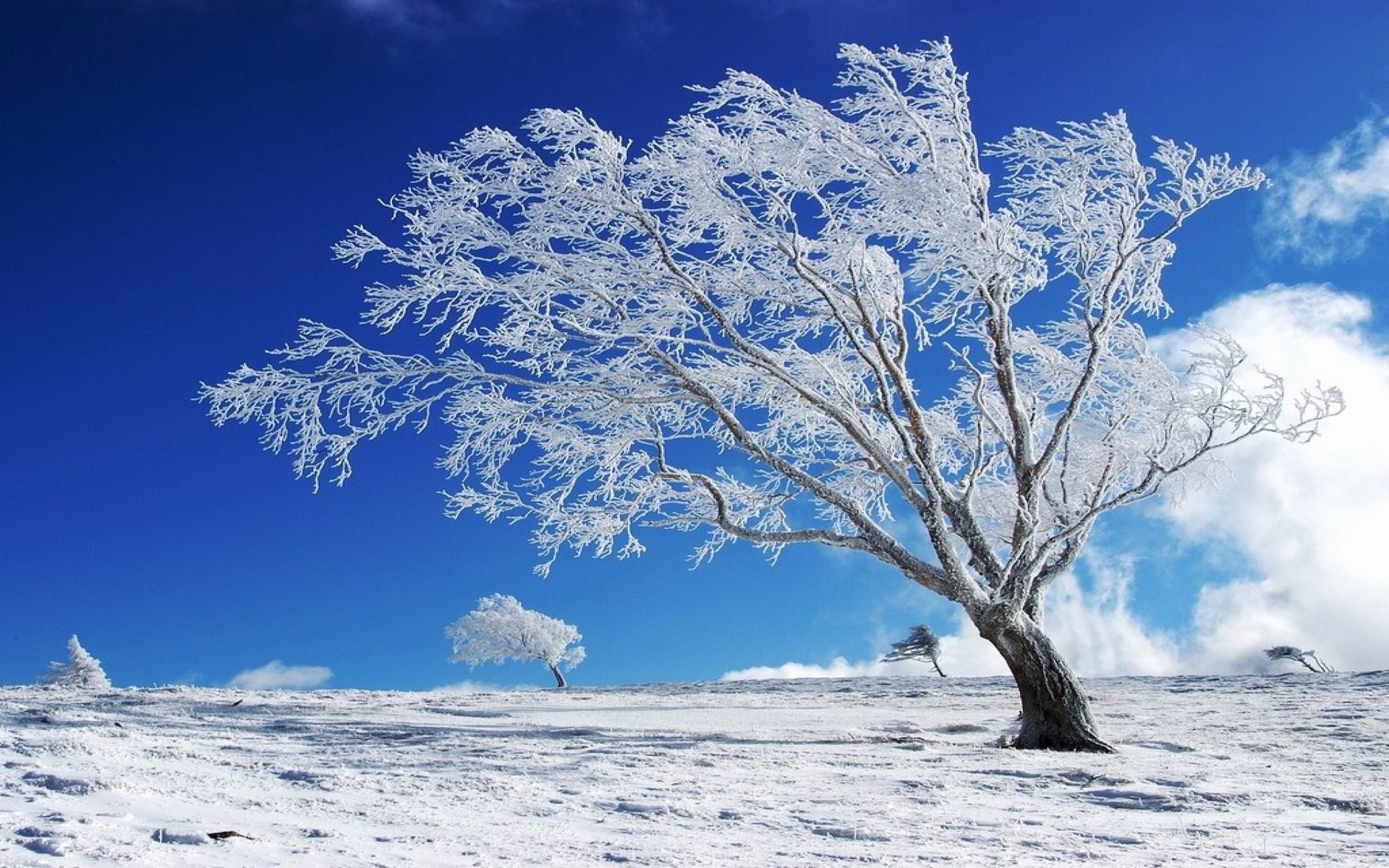 Beautiful Winter Snow Tree Hd s13   Wallpaper