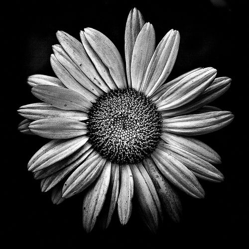 Black and White Daisy Art