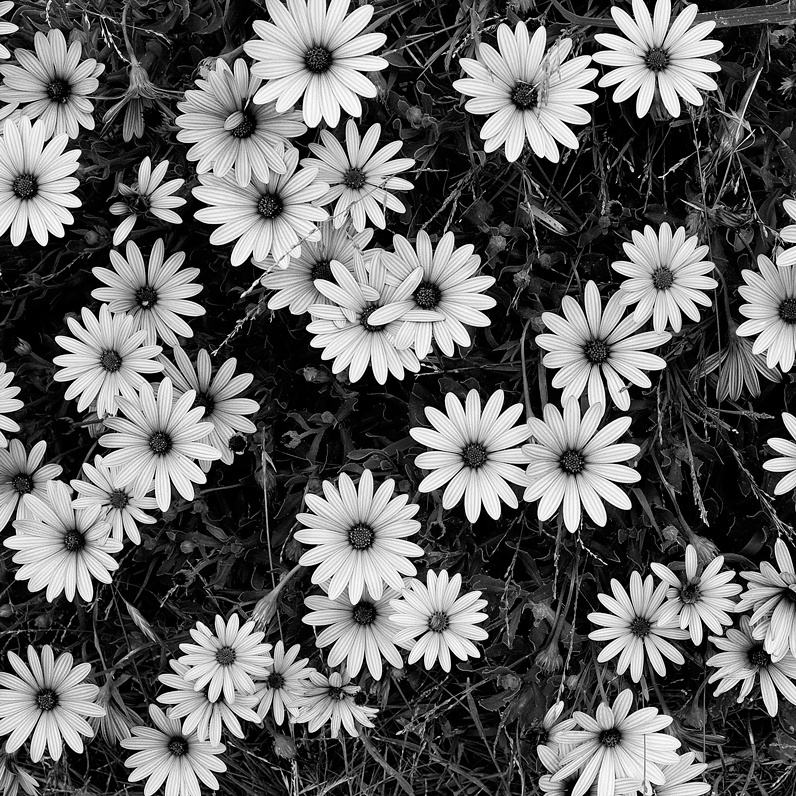 Black and White Flower Art
