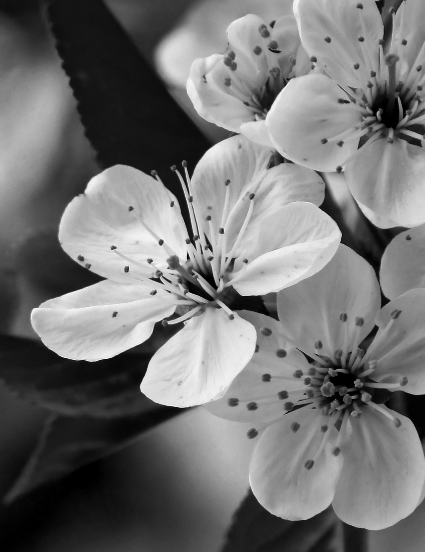 Black and White Flower Design