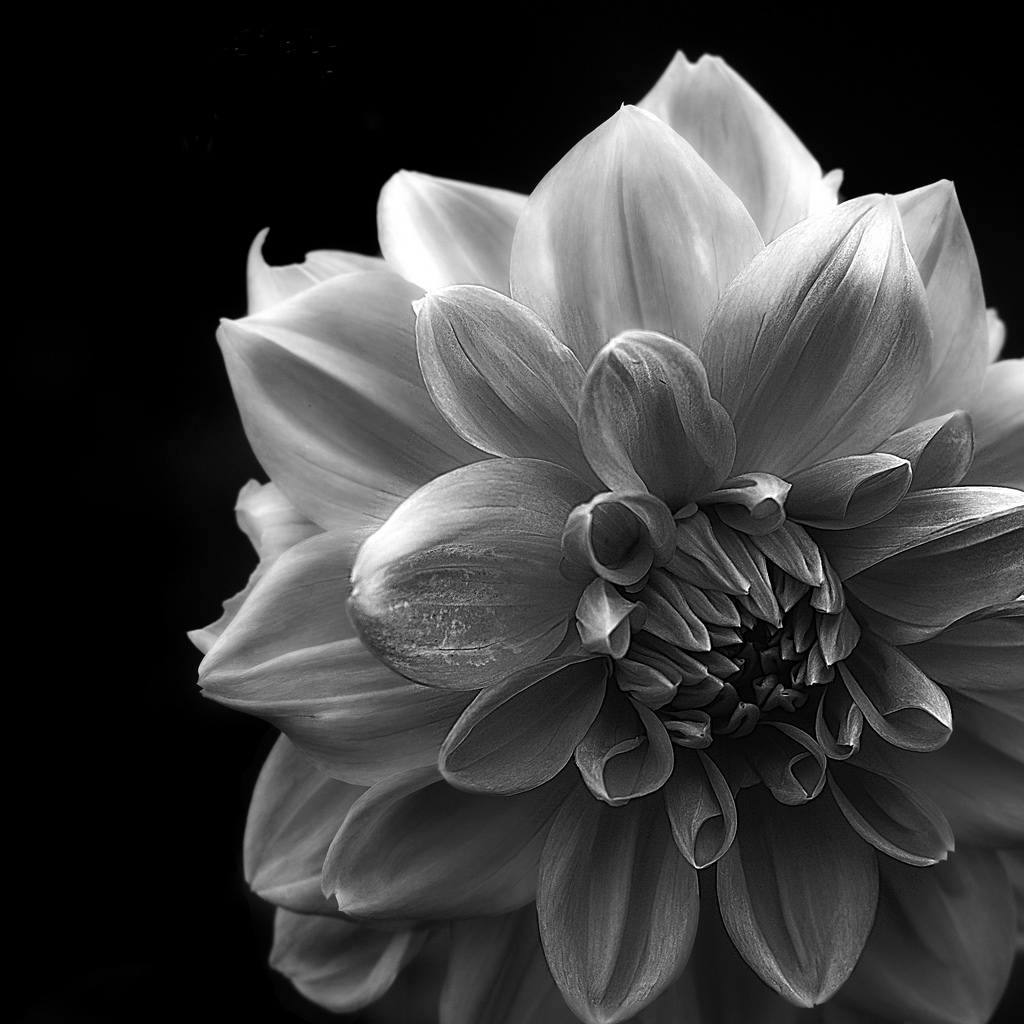 Black and White Flower Graphic