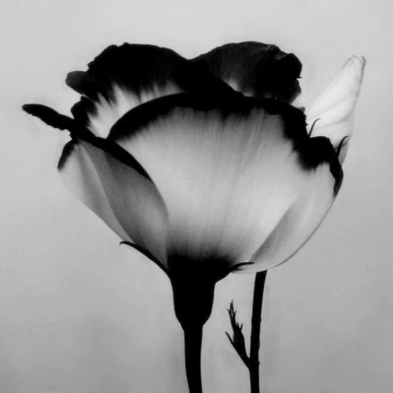 Black and White Flower Image Graphic