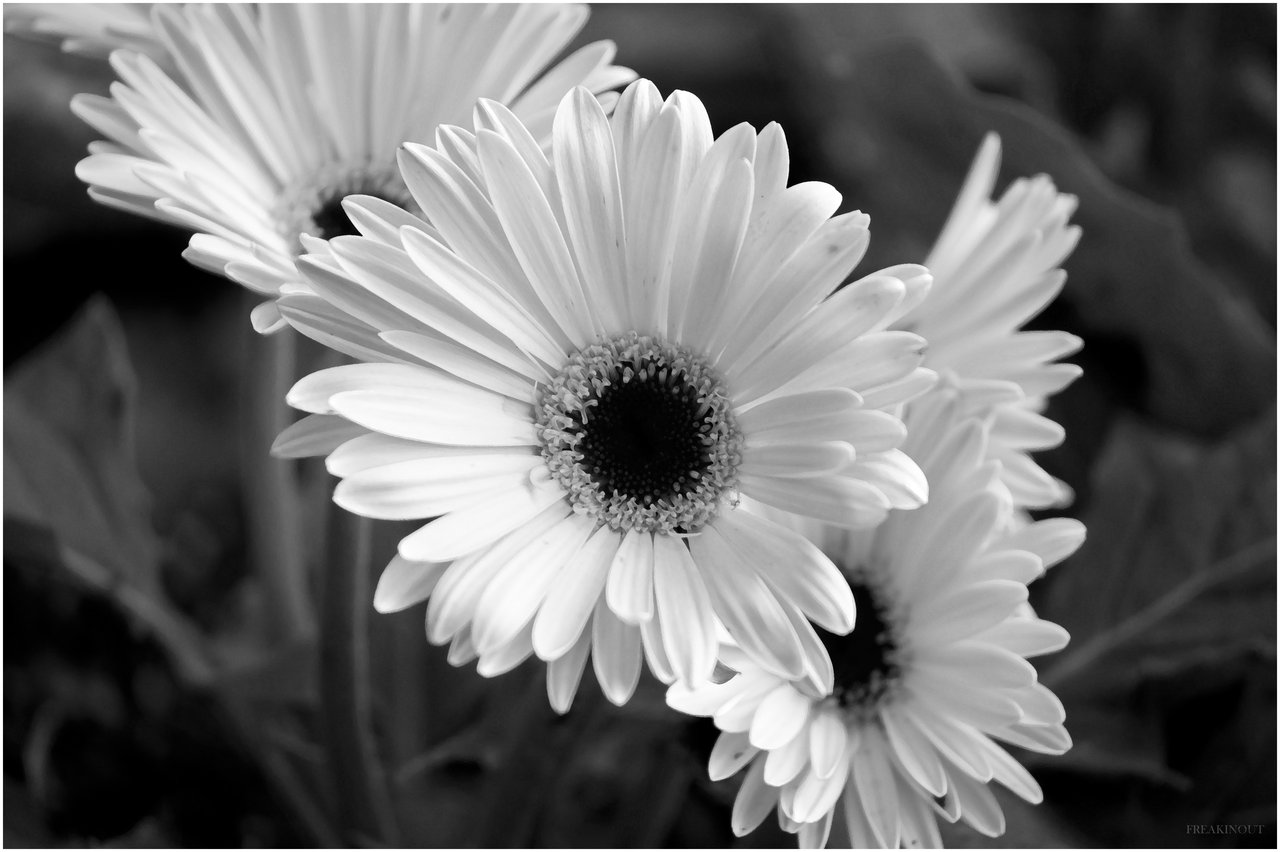 Black and White Flower Template