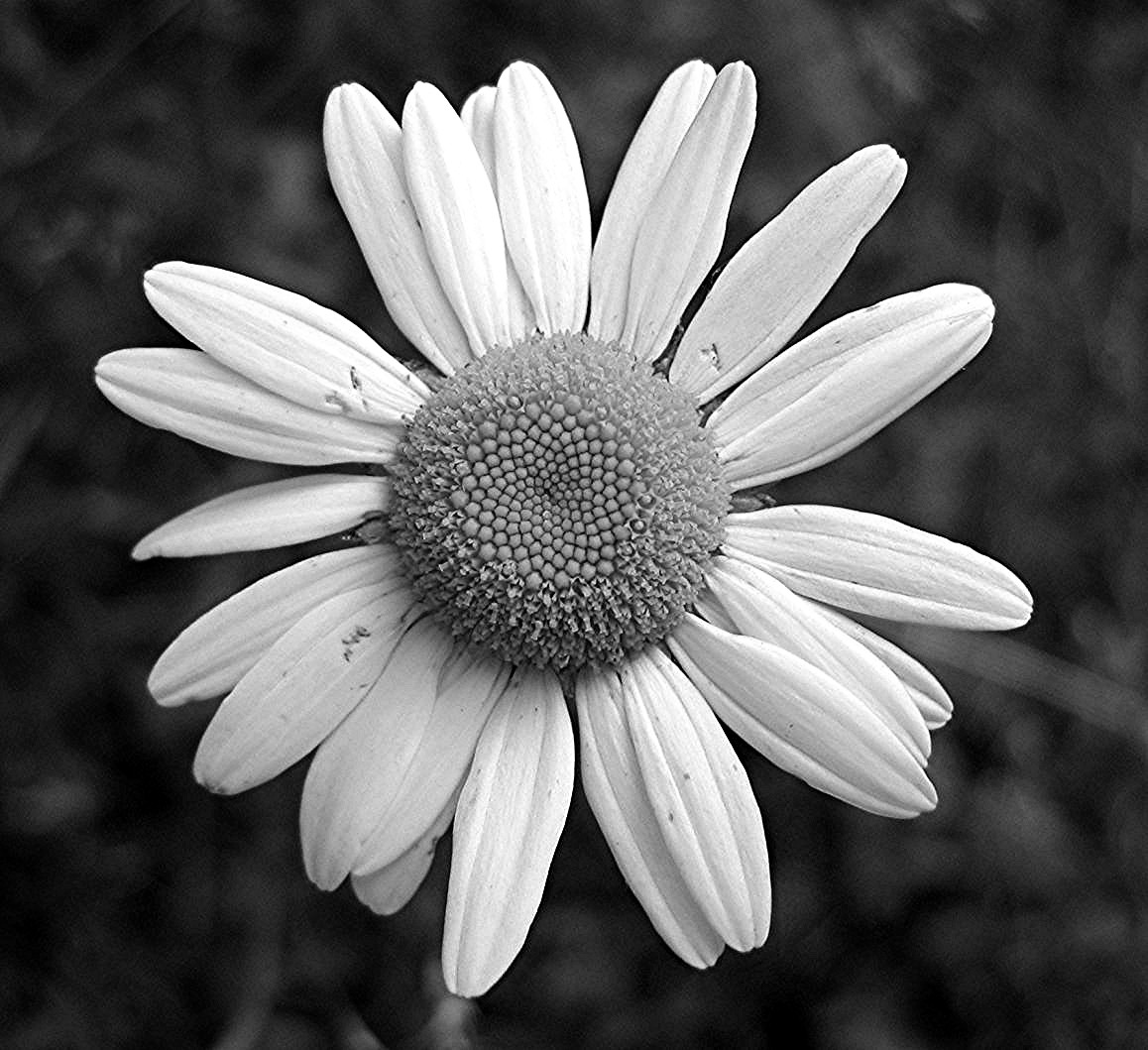 Black and White Flowers Art