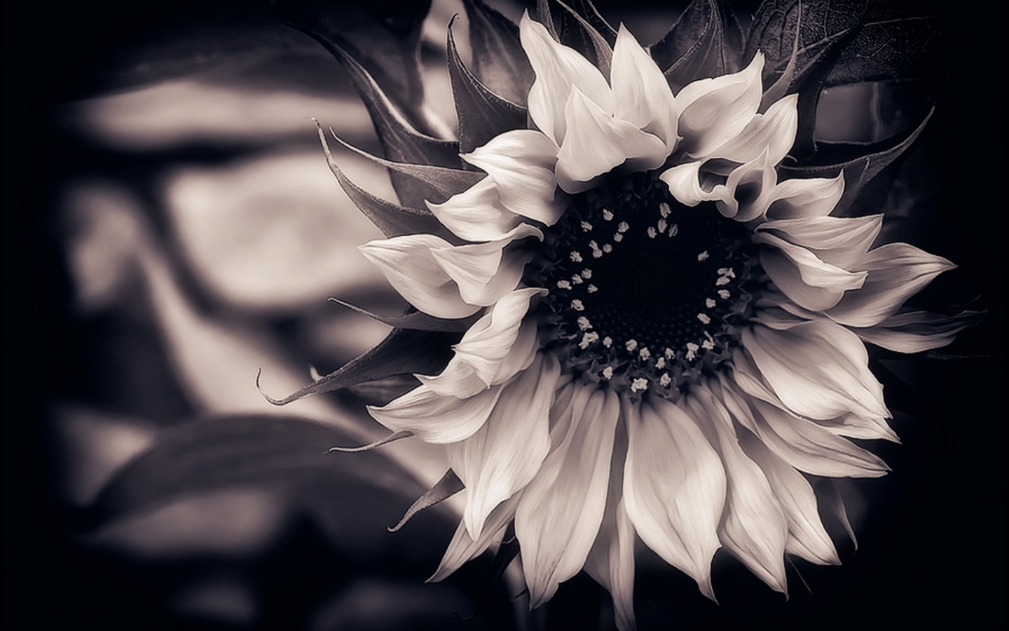 Black and White Flowers