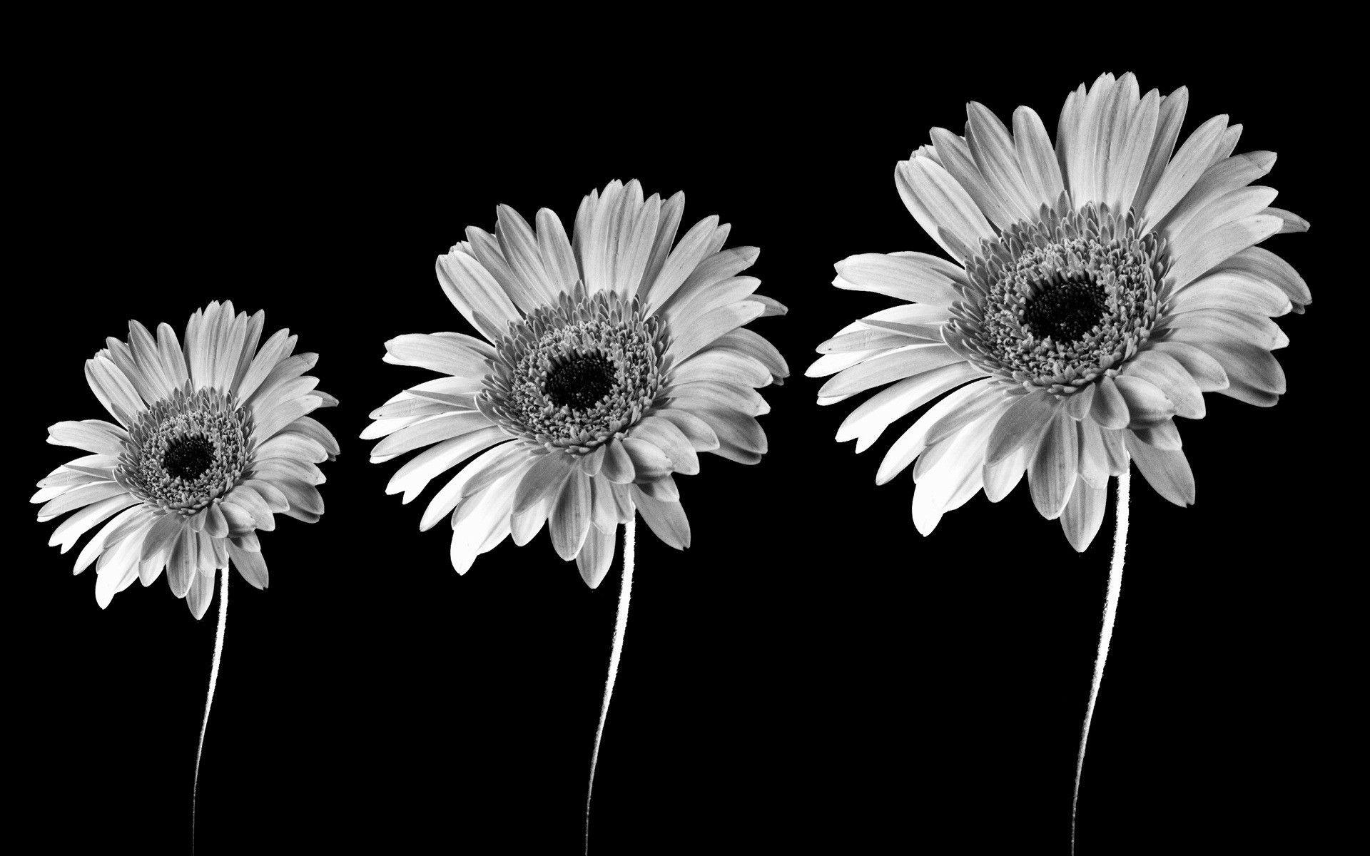 Black and White Flowers Black  Clip Art