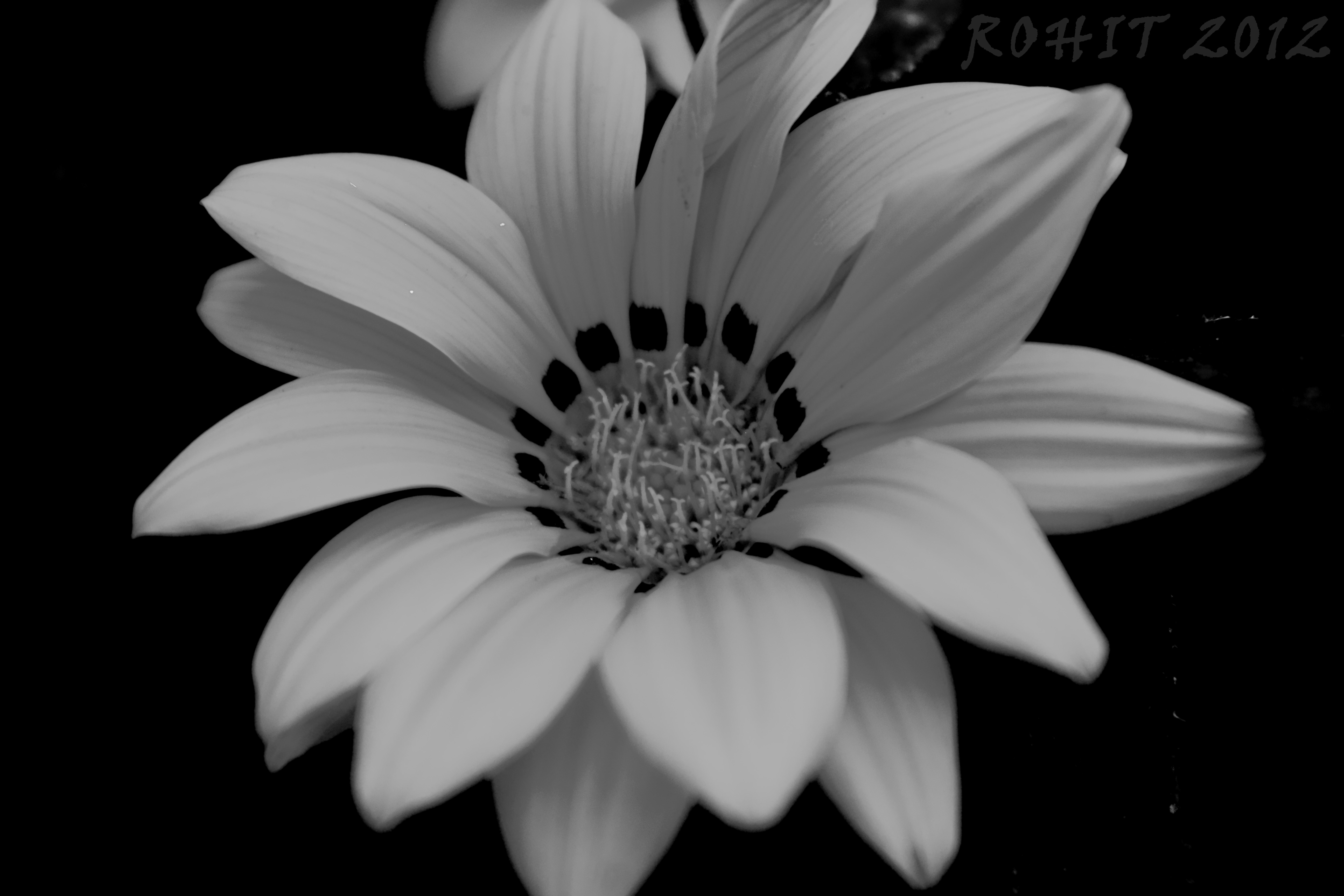 Black and White Flowers Clip Art