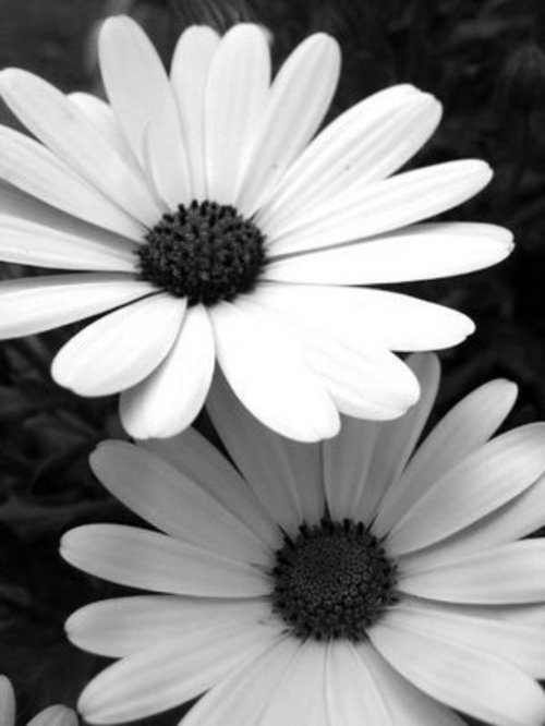 Black and White Flowers Daisy image Black and White Flowers Daisy image PPT Backgrounds