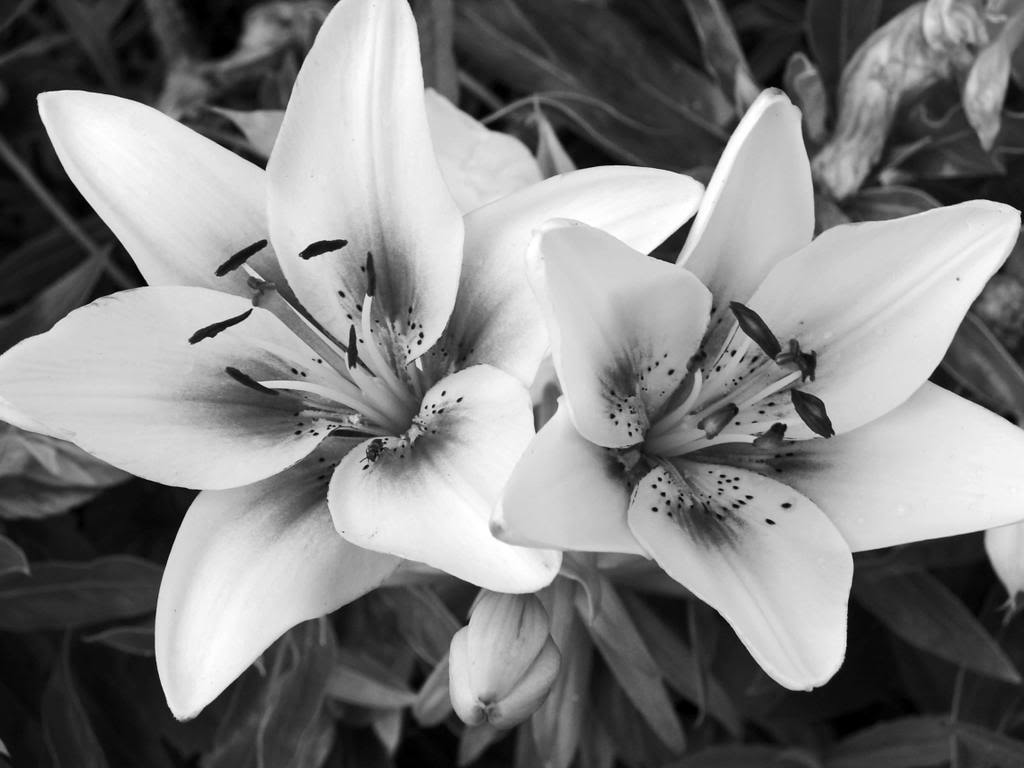 Black and White Flowers Design