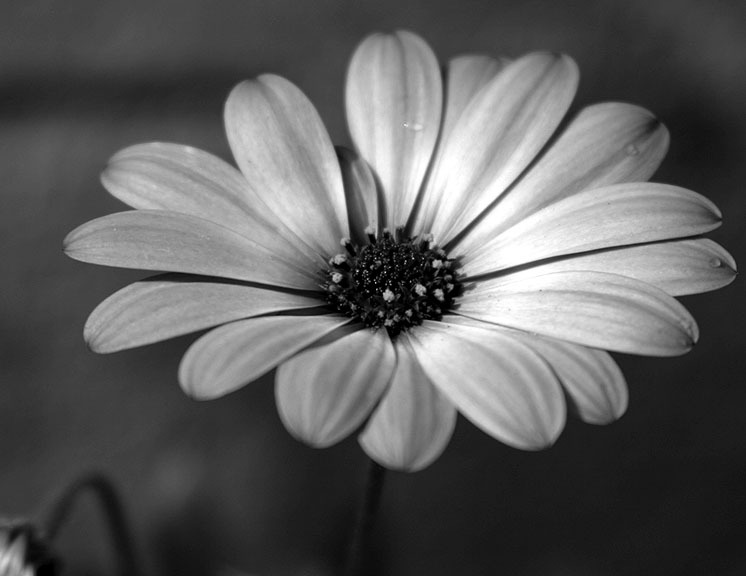 Black and White Flowers Picture Quality