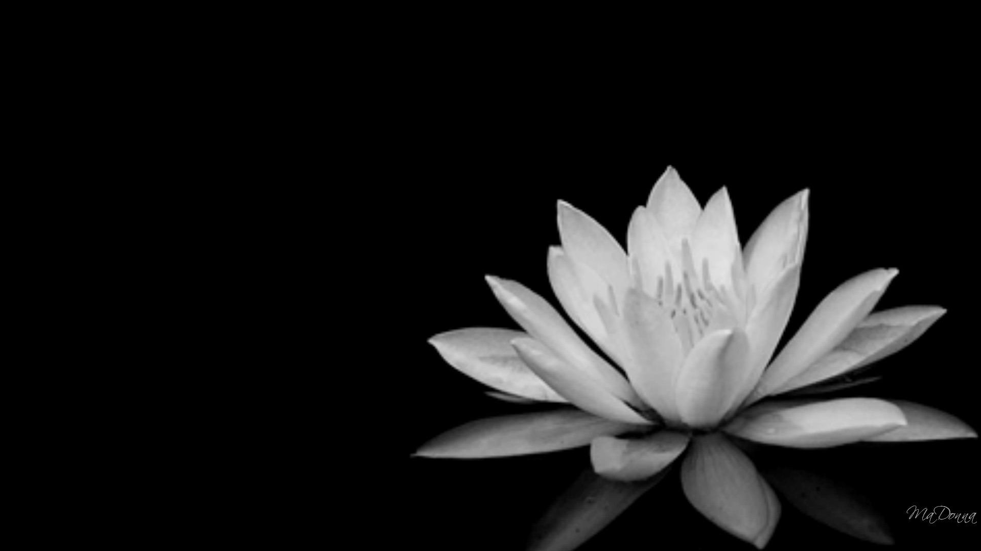 Black and White Flowerss Picture