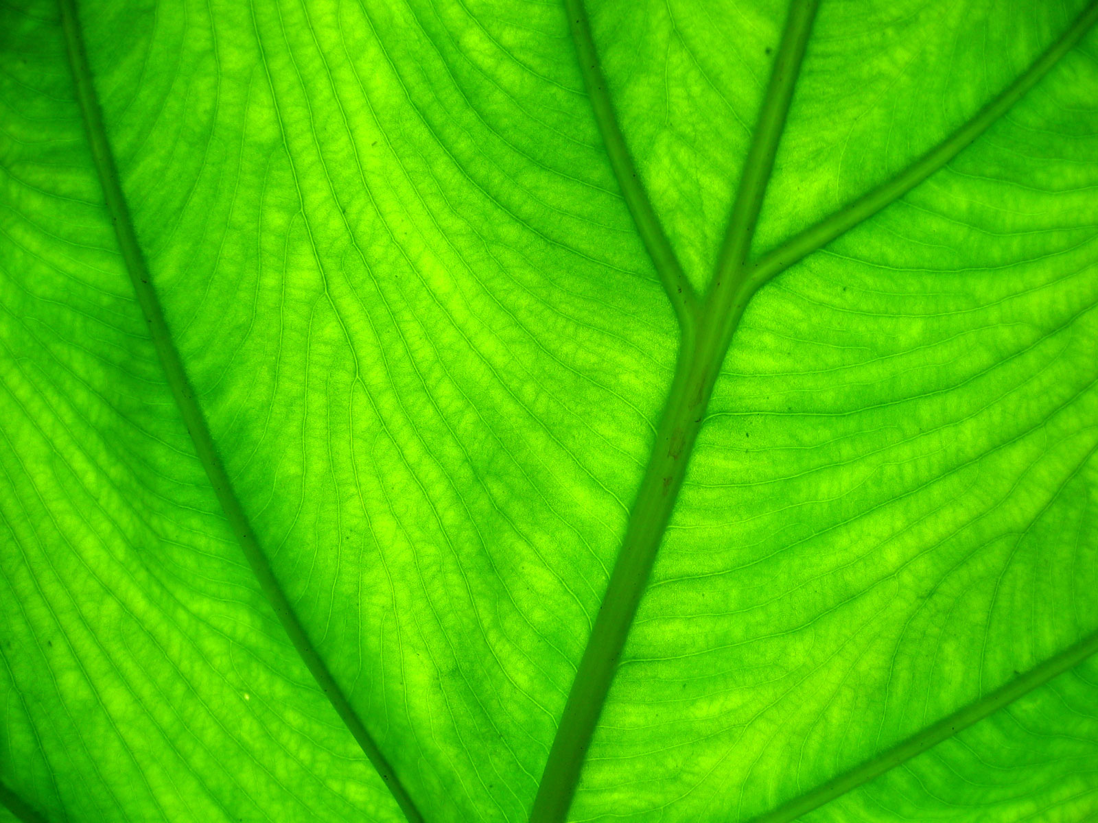 Black and White Leaf Wallpaper