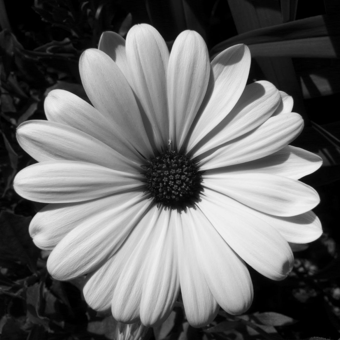 Black and White Photography Flowers Image Picture