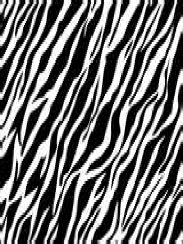 Black and White Zebra