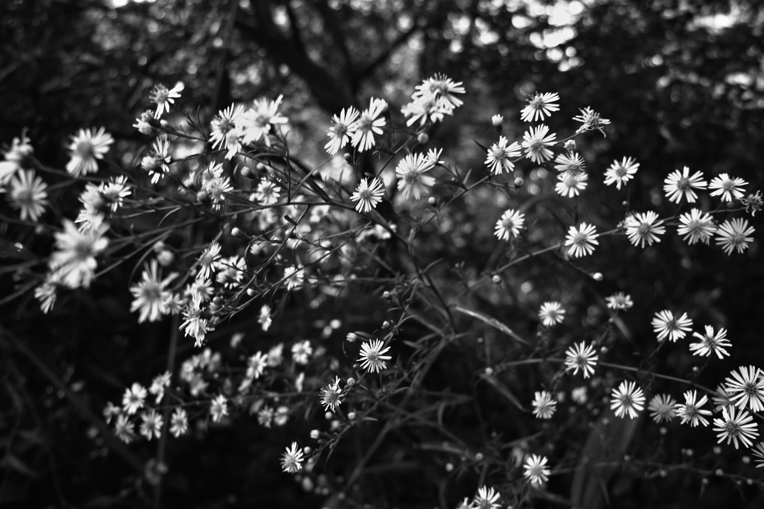 Black Flowers Spring White Flowers Images Wallpaper
