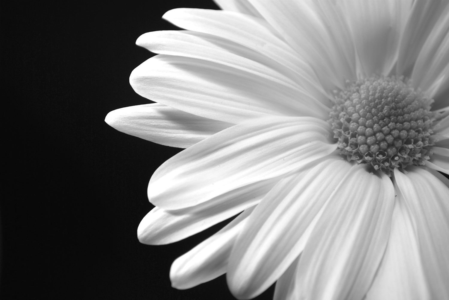 Black N White Flower Frame