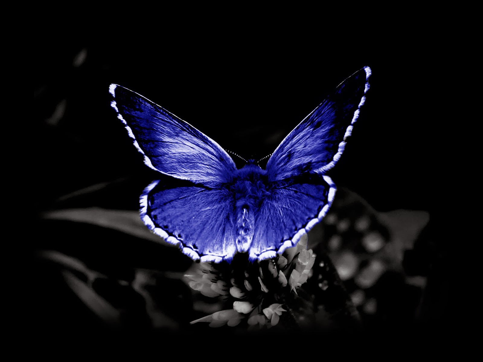 Blackl Butterfly Presentation