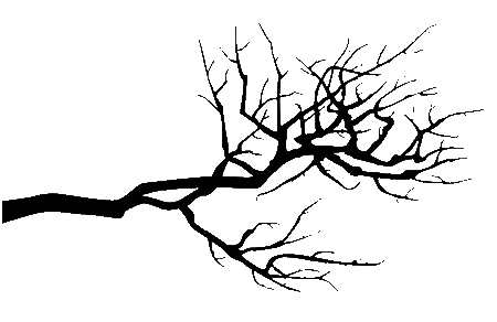 Branches