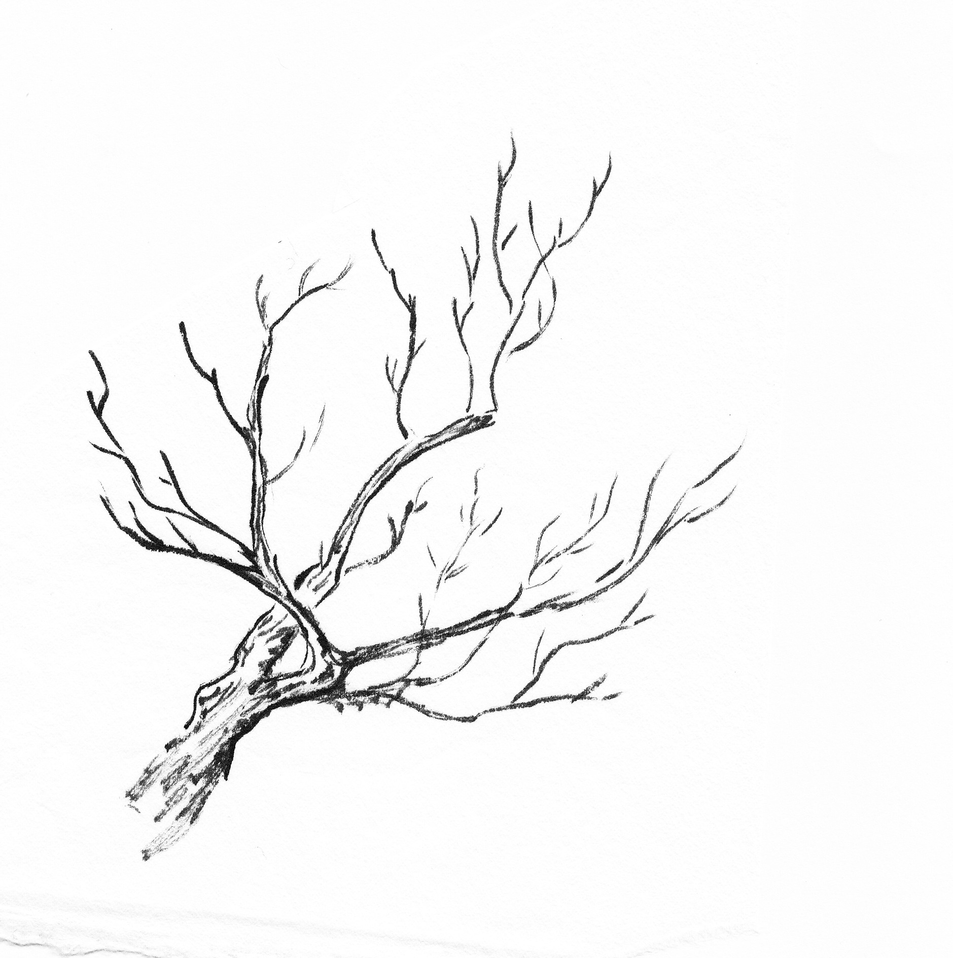 Branches Art
