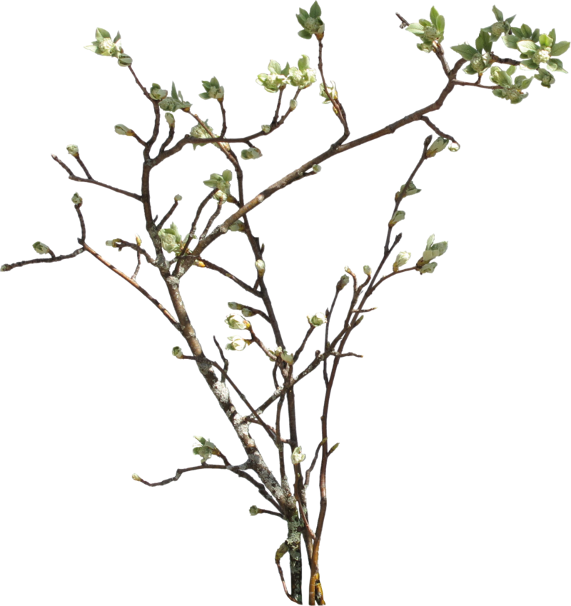 Branches Clipart