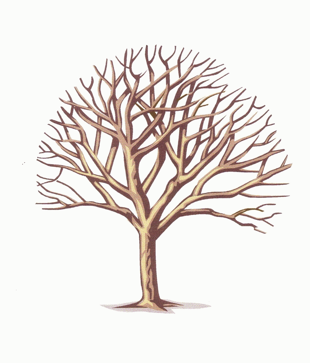 Branches Clipart