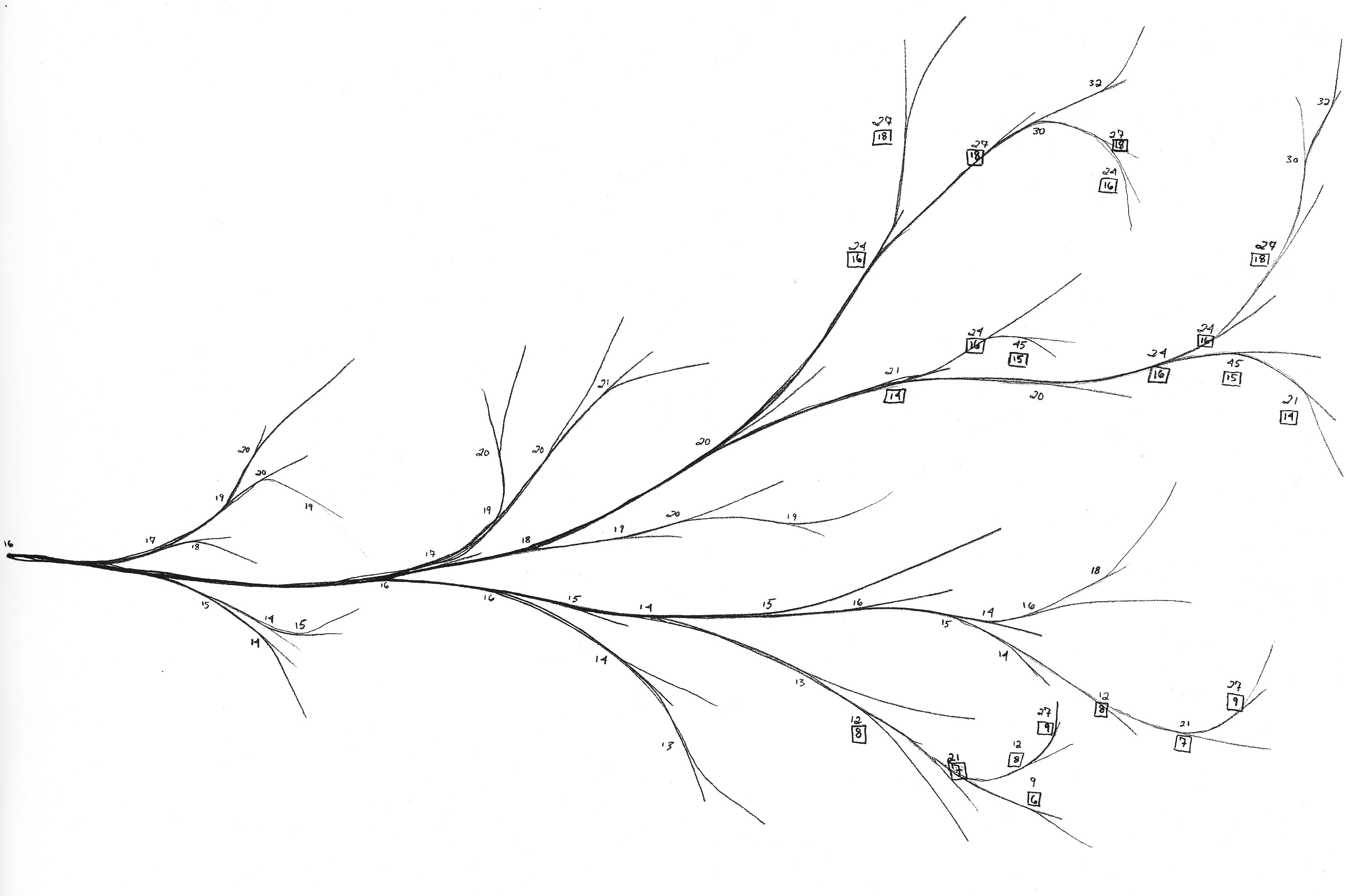 Branches Download