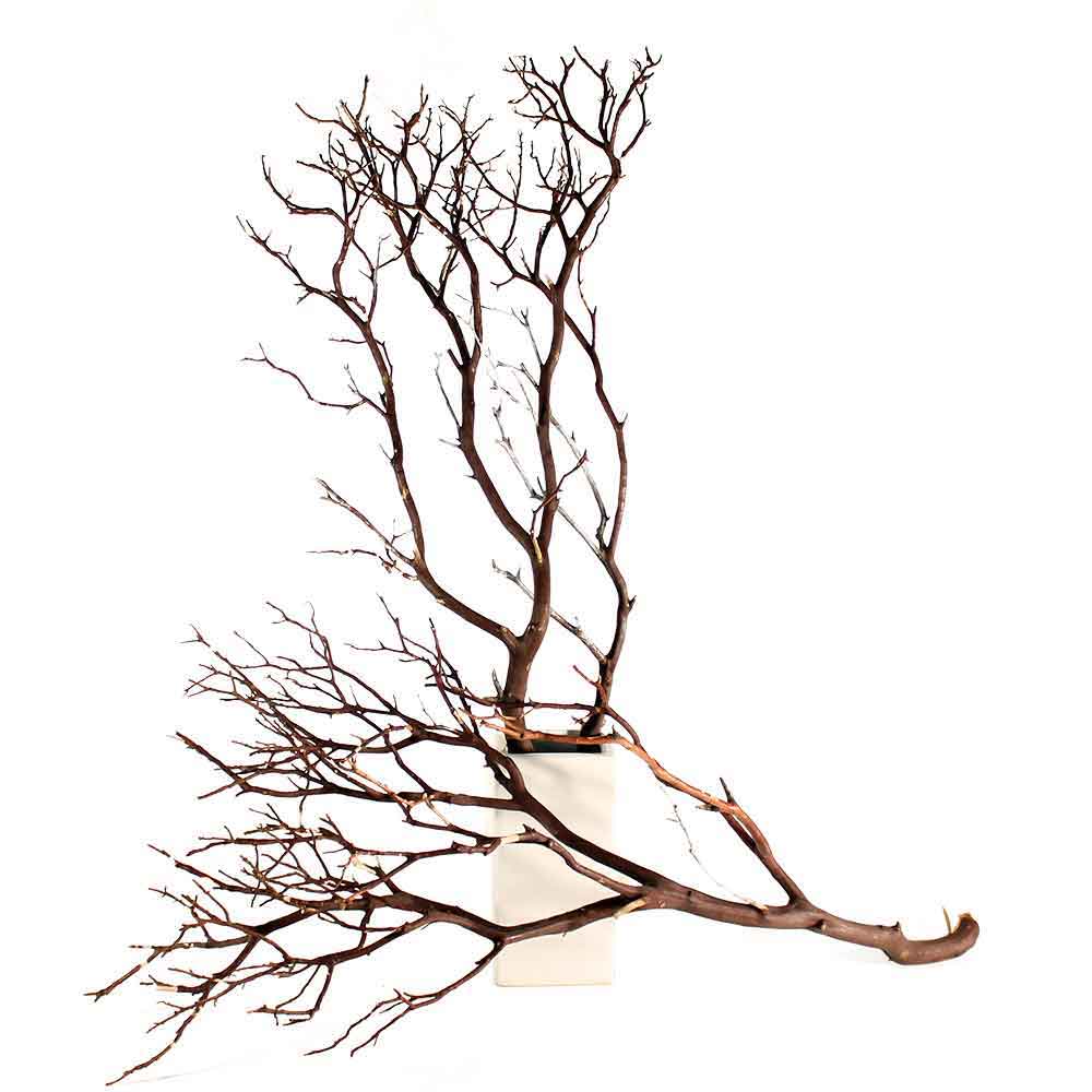 Branches image